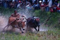 Alek Nagari Pacu Jawi se Tanah dibuka. Pacu Jawi itu bisa disaksikan tiap Minggu.