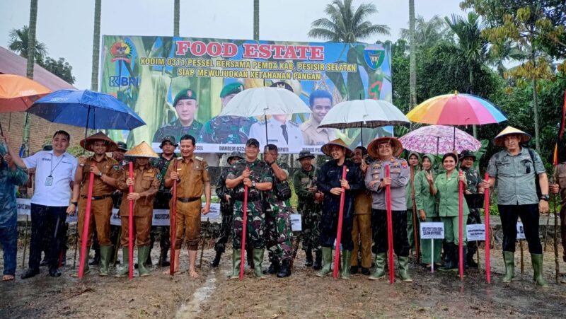Penamaan jagung serentak dalam mewujudkan ketahanan pangan yang merupakan program Food Estate Kodim 0311 Pessel di Nagari Koto Berapak, Kecamatan Bayang, Kabupaten Pesisir Selatan, Senin (25/7)
