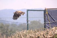 Elang Jawa Bernama Ragil Dilepasliarkan di Taman Nasional Gunung Halimun Salak 