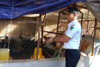 Wali Nagari Talaok Ilwandri saat meninjau pengembangan budidaya ayam kampung unggul di daerah tersebut