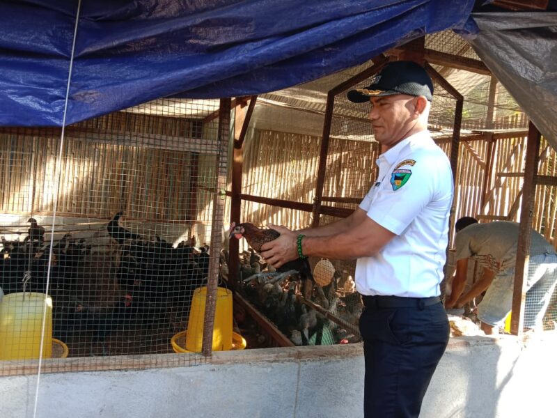 Wali Nagari Talaok Ilwandri saat meninjau pengembangan budidaya ayam kampung unggul di daerah tersebut 