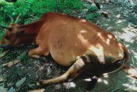 Penasihat Hukum Nilai Barang Bukti Sapi yang Dihadirkan ke Kejari Pessel Tidak Sesuai