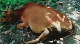 Penasihat Hukum Nilai Barang Bukti Sapi yang Dihadirkan ke Kejari Pessel Tidak Sesuai