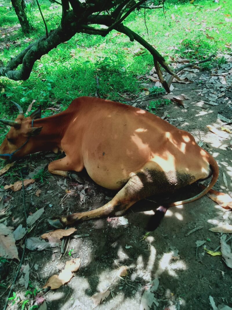 Penasihat Hukum Nilai Barang Bukti Sapi yang Dihadirkan ke Kejari Pessel Tidak Sesuai