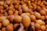 Ilustrasi telur ayam ras.