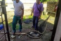 Upaya pencegahan kasus rabies