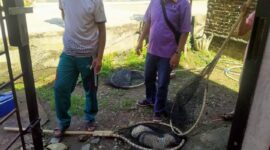 Upaya pencegahan kasus rabies