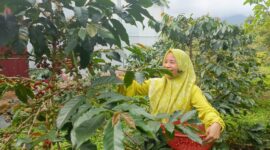 Memetik biji kopi di Dusun V Aia Badak, Jorong Kayu Aro, Nagari Batang Barus, Kecamatan Gunung Talang