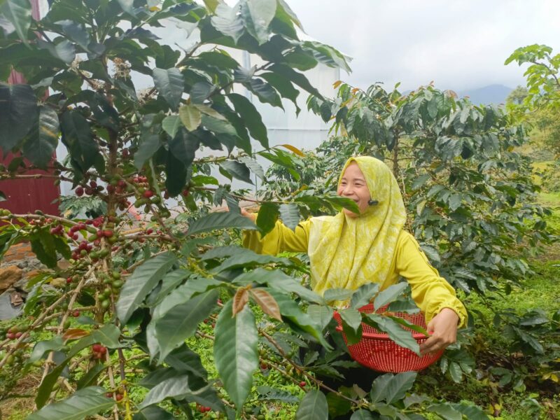 Memetik biji kopi di Dusun V Aia Badak, Jorong Kayu Aro, Nagari Batang Barus, Kecamatan Gunung Talang