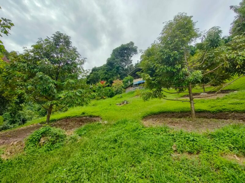Kebun durian milik masyarakat di Kabupaten Pesisir Selatan. Foto: ist/bandasapuluah.com
