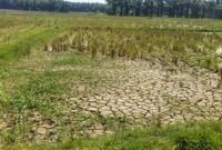 Sawah yang mengalami kekeringan akibat rusaknya saluran irigasi pasca banjir besar yang melanda Kecamatan Lengayang pada awal Maret 2024 lalu. (Foto: R M Affandi/bandasapuluah.com