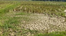 Sawah yang mengalami kekeringan akibat rusaknya saluran irigasi pasca banjir besar yang melanda Kecamatan Lengayang pada awal Maret 2024 lalu. (Foto: R M Affandi/bandasapuluah.com