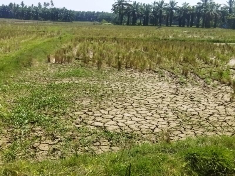 Sawah yang mengalami kekeringan akibat rusaknya saluran irigasi pasca banjir besar yang melanda Kecamatan Lengayang pada awal Maret 2024 lalu. (Foto: R M Affandi/bandasapuluah.com