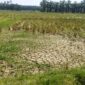 Sawah yang mengalami kekeringan akibat rusaknya saluran irigasi pasca banjir besar yang melanda Kecamatan Lengayang pada awal Maret 2024 lalu. (Foto: R M Affandi/bandasapuluah.com
