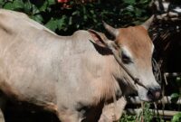 Sapi. Foto: Fadli Musbar/bandasapuluah.com