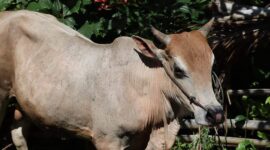 Sapi. Foto: Fadli Musbar/bandasapuluah.com