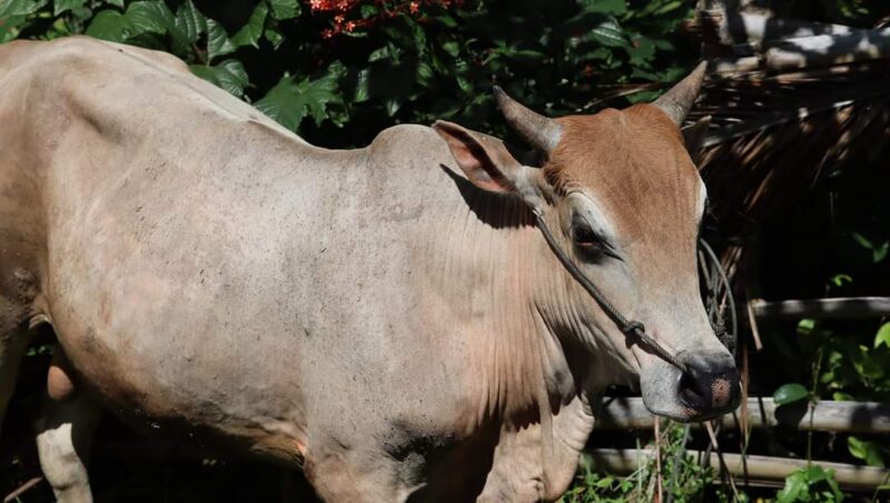Sapi. Foto: Fadli Musbar/bandasapuluah.com