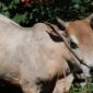 Sapi. Foto: Fadli Musbar/bandasapuluah.com