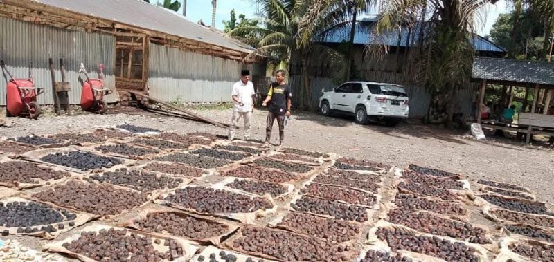 Salah satu gudang Gambir di Pesisir Selatan 