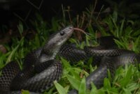 Ilmuwan Menemukan Spesies Ular Baru yang Tidak Biasa di Pulau Terpencil

