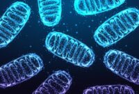 Peneliti Menemukan Jenis Kerusakan DNA Baru yang Tersembunyi di Mitokondria


