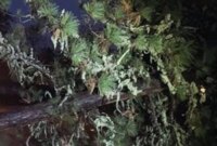 Cuaca buruk menyebabkan penundaan sekolah dan penutupan jalan di Oregon

