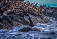 Ilmuwan Menemukan Perpecahan Tersembunyi pada Paus Pembunuh Pantai Barat

