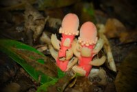 “Jamur” Ini Bukan Jamur Sama Sekali – Ini Salah Satu Tanaman Teraneh di Bumi

