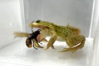 Katak Kecil Menghadapi “Tawon Pembunuh” yang Mematikan dan Menang


