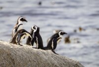 Kelaparan Massal Memusnahkan Penguin Afrika Selatan Karena Persediaan Makanan Menipis


