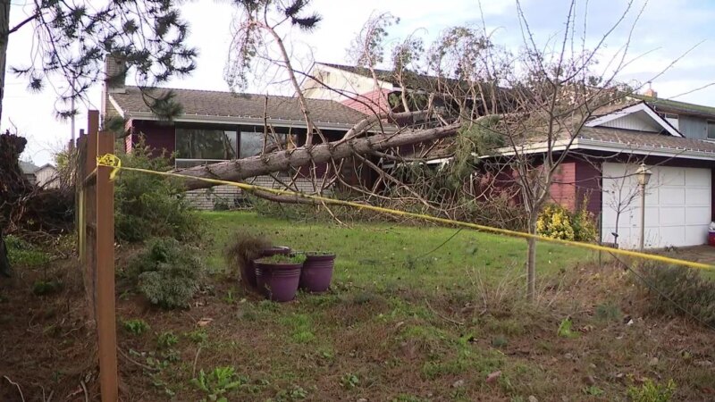 Pohon tumbang menimpa rumah di Everett; Angin kencang menimbulkan kekhawatiran bagi Washington bagian barat pada hari Senin


