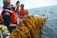 Teknologi Baru Memangkas Biaya Produksi Kelp sebesar 85%

