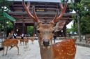 
                    Kawanan rusa di Nara Park, Jepang. (iStock/Goddard_Photography)                