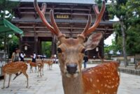 
                    Kawanan rusa di Nara Park, Jepang. (iStock/Goddard_Photography)                
