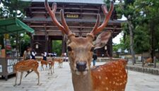 
                    Kawanan rusa di Nara Park, Jepang. (iStock/Goddard_Photography)                