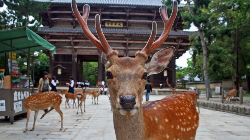 
                    Kawanan rusa di Nara Park, Jepang. (iStock/Goddard_Photography)                
